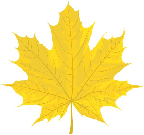 a yellow maple leaf on a white background