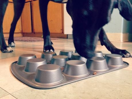 a large black dog standing on top of a metal pan