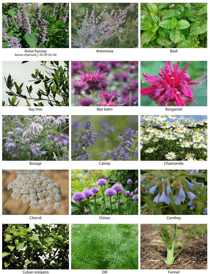 many different types of wildflowers are shown in this collage, including purple and white flowers