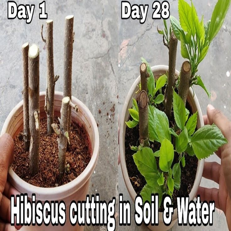 two small pots with plants in them and the words hibiscus cutting in soil & water