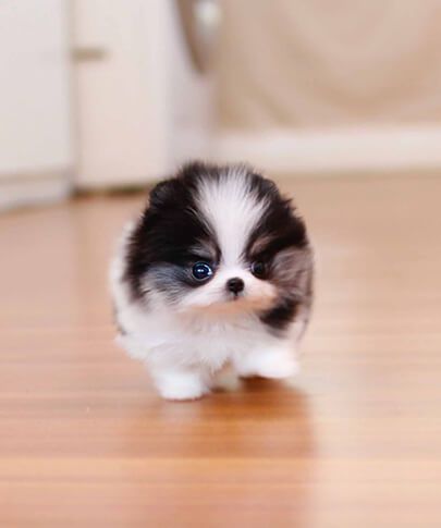 a small black and white puppy standing on top of a hard wood floor