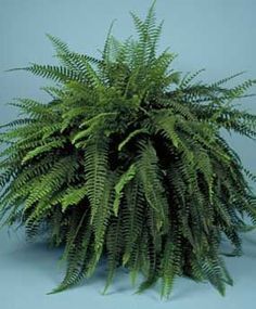 a large green plant sitting on top of a blue surface