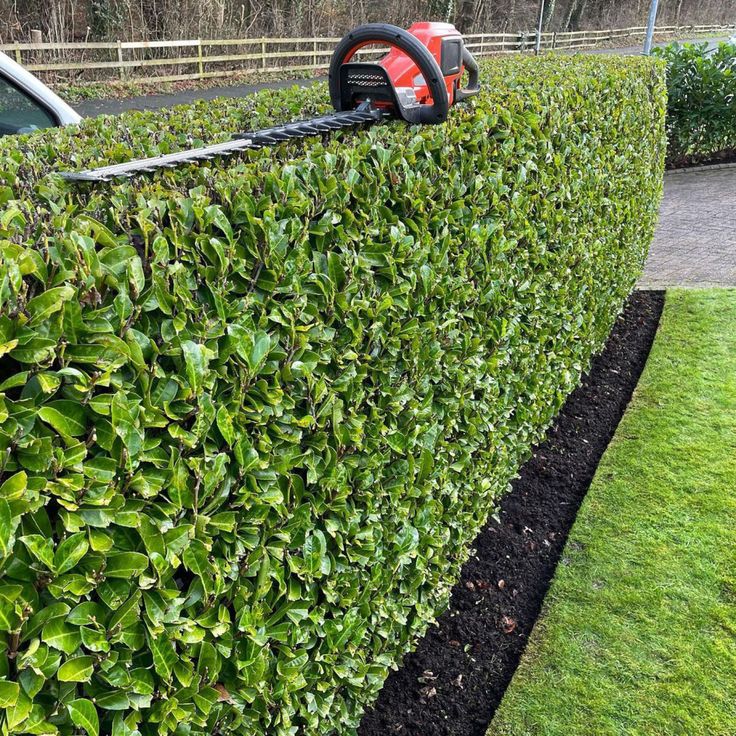 a hedge that has been trimmed with a chainsaw