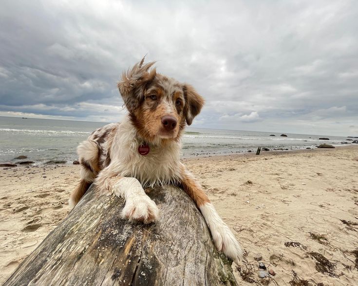 a brown and white dog sitting on top of a log at the beach next to the ocean