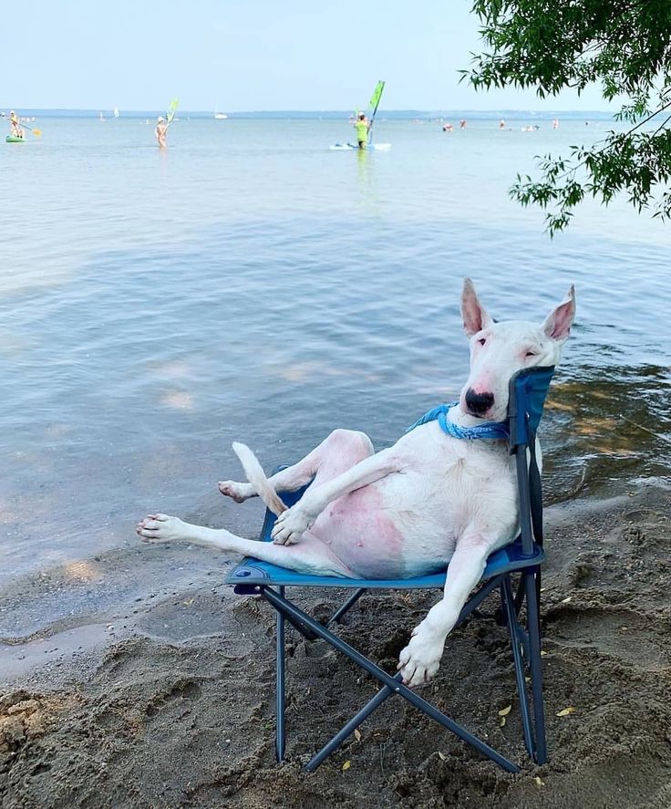 a white dog sitting in a blue lawn chair on the beach next to the water