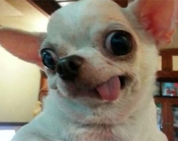 a small white dog with its tongue out and it's eyes wide open looking at the camera