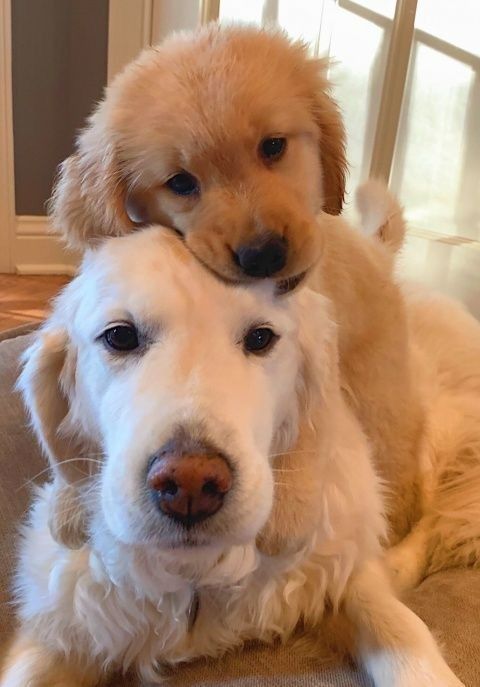 two dogs are sitting together on the floor and one is hugging another dog's head