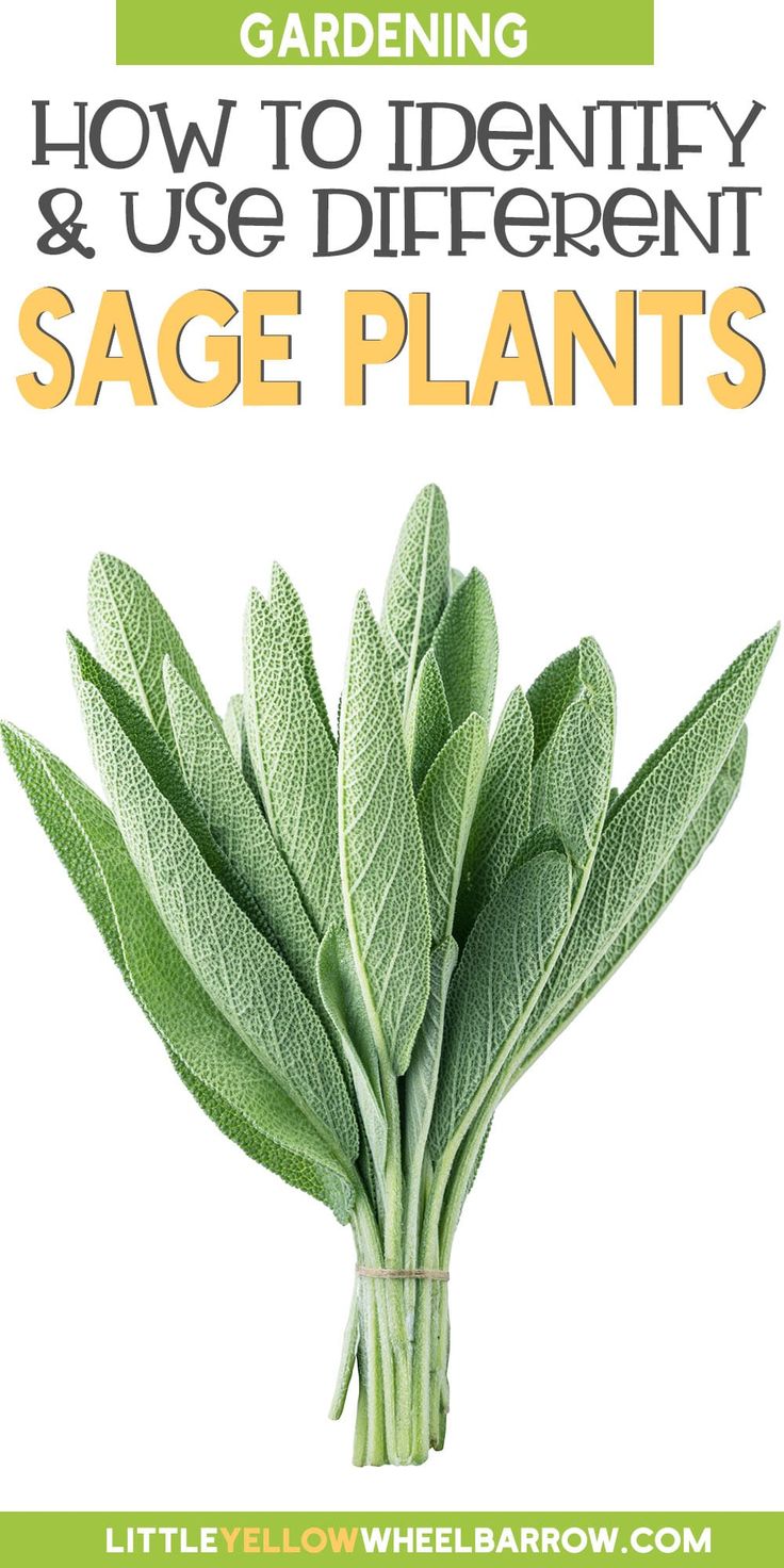 sage plant with the title how to identify and use different sage plants in garden gardening