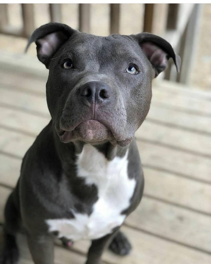 a black and white dog sitting on top of a wooden floor