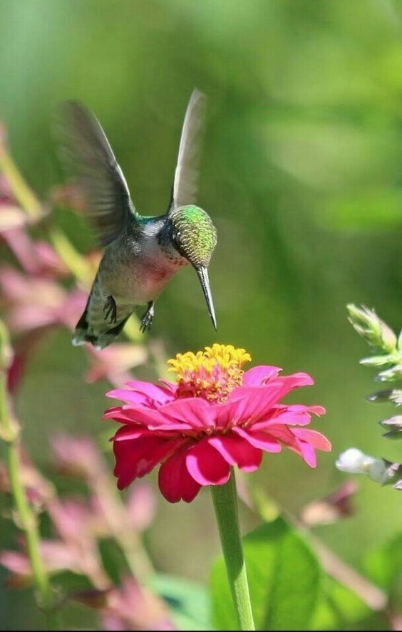 a hummingbird flying towards a pink flower