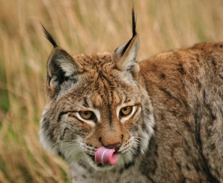 a close up of a cat with its tongue out