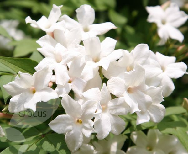 white flowers with green leaves in the background