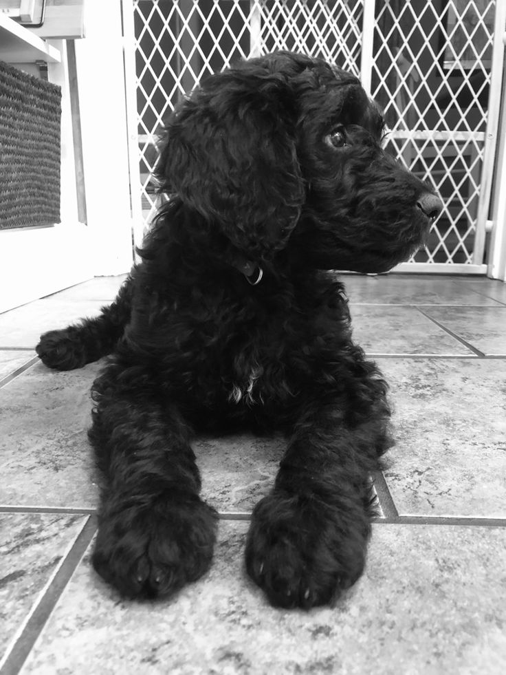 a black dog laying on the floor in front of a door