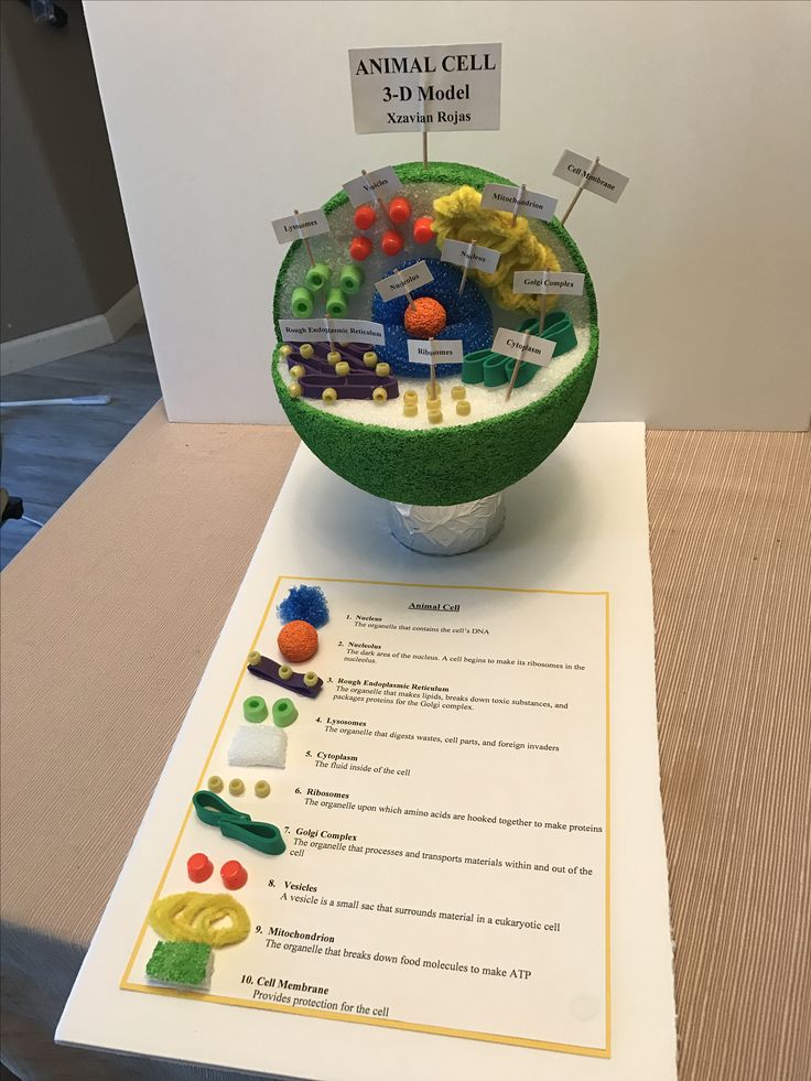 an arrangement of fruit and vegetables in a bowl on display at the animal cell exhibit