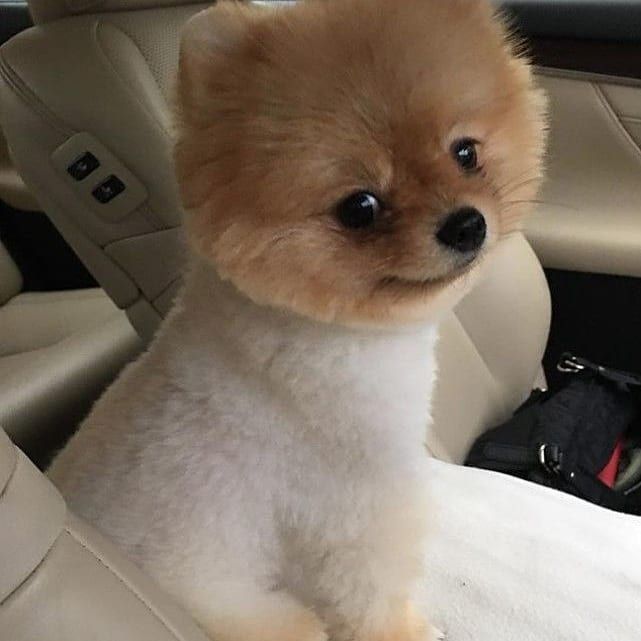 a small dog sitting in the back seat of a car