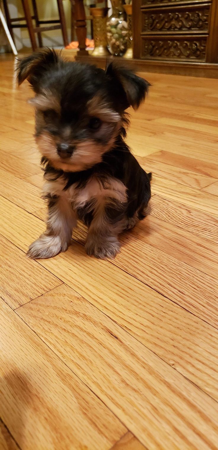 a small black and brown dog sitting on top of a wooden floor