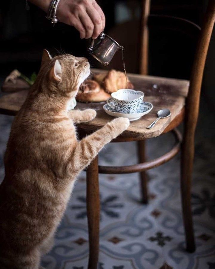 a cat is standing on its hind legs to drink from a tea cup and saucer