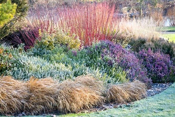 an assortment of plants and shrubs in a garden area with green grass, blue sky and trees