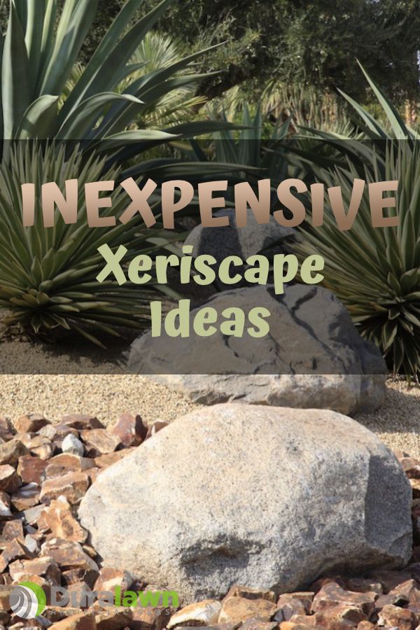 rocks and plants with the words expensive xeriscape ideas