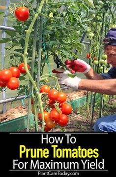 an older man is tending to some tomatoes in his garden with the title how to prune tomatoes for maximum yield