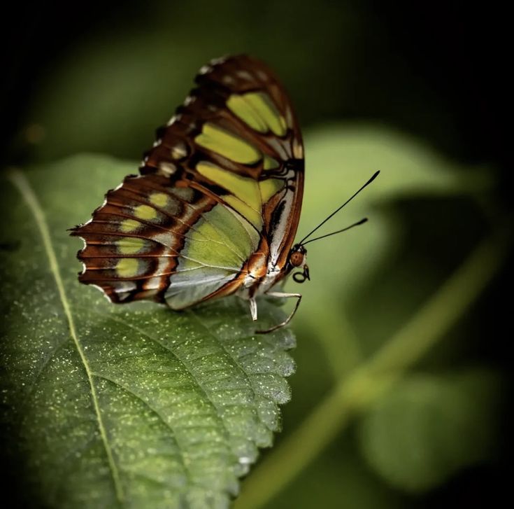 a butterfly sitting on top of a green leaf