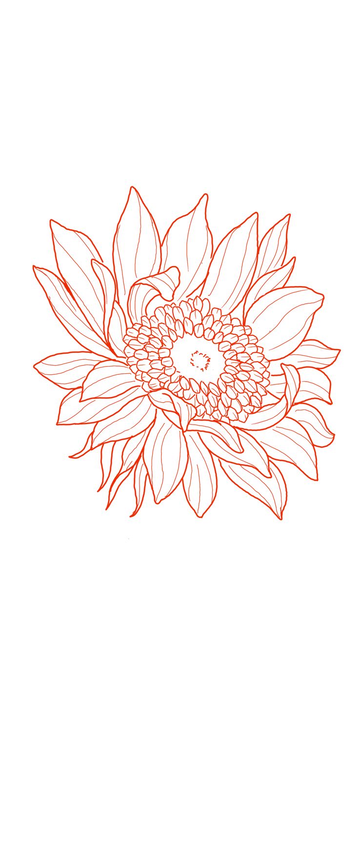 a drawing of a sunflower on a white background