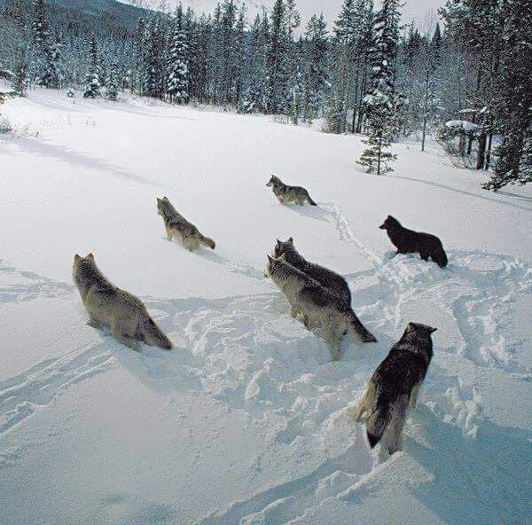 a group of dogs running in the snow