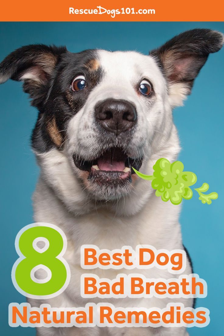 black and white dog with mouth open and shocking look in eyes with green stink coming out of mouth. 8 best dog bad breath natural remedies. Dog Bad Breath Remedy, Dog Breath Remedy, Dog Bad Breath, Stinky Dog Breath, Natural Dog Remedies, Frozen Dog Treats Homemade, Dog Bad, Dog Mints, Bad Dog Breath