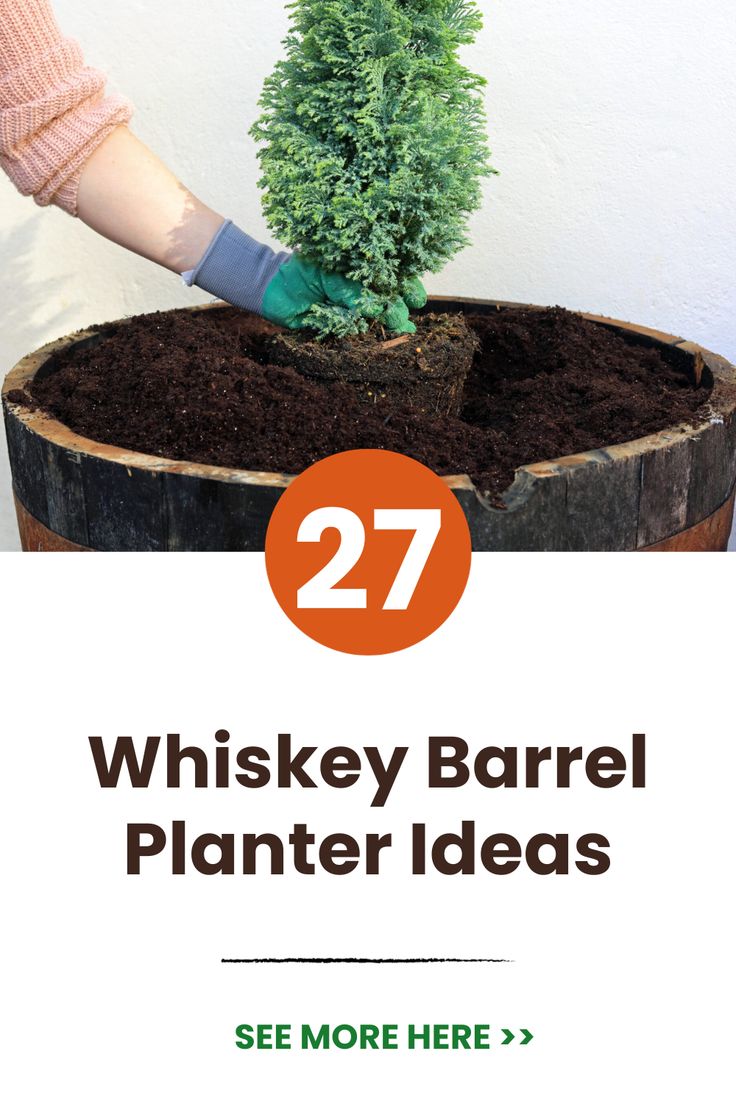 Unlock your inner gardener with our "Unleash Your Green Thumb: 27 Whiskey Barrel Planter Ideas for a Stunning Landscape!". Delve into captivating landscaping options harnessing vintage whiskey barrels. Practical, sustainable and undeniably charming - let your backyard speak volumes about your creativity and love for nature. Outdoor Patio Ideas Decorating Whiskey Barrels, Whiskey Barrel With Lantern Wedding, Wine Barrel Planter Ideas Backyards, Half Whiskey Barrel Ideas Planters, Half Barrel Planter Ideas Flower Pots, Flowers In Barrels Planters, Half Whiskey Barrel Ideas, Whiskey Barrel Ideas Planters, Whisky Barrel Planter Ideas