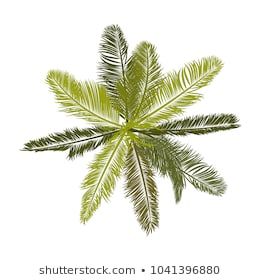 a palm tree is shown on a white background