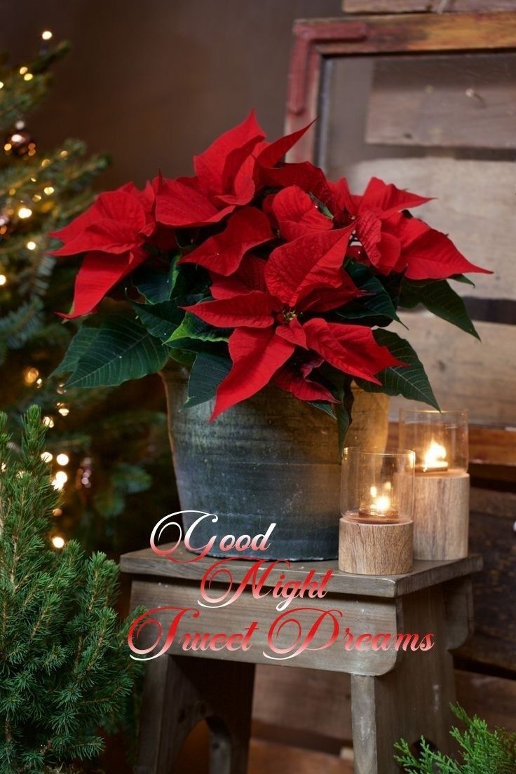 a potted plant with candles on a small table in front of a christmas tree