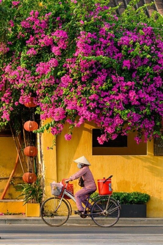 a woman riding a bike past a yellow building with purple flowers growing on it's side