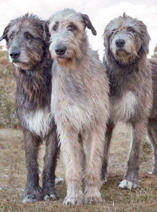 three shaggy haired dogs standing next to each other