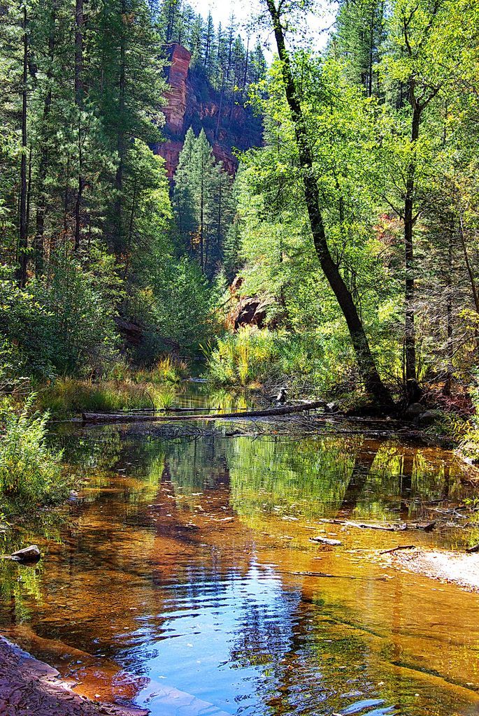 a river running through a forest filled with lots of trees