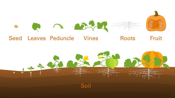 the life cycle of a pumpkin plant