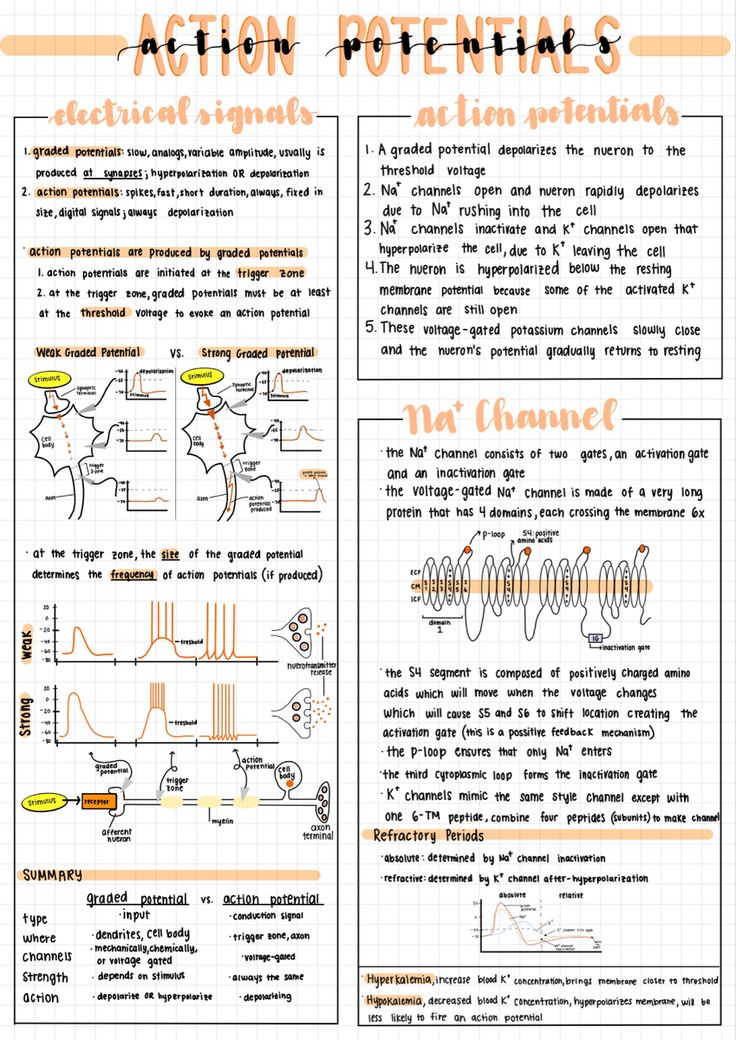 Aesthetic notes made on an iPad Pro for physiology class Virtual Notes Aesthetic, Pretty Goodnotes Notes, Aesthetic Mind Map Digital, Quick Notes Aesthetic, Physics Ipad Notes, Ipad Notes Aesthetic Psychology, Notability Aesthetic Notes, Digital Notes Title Ideas, Digital Notes Header Ideas