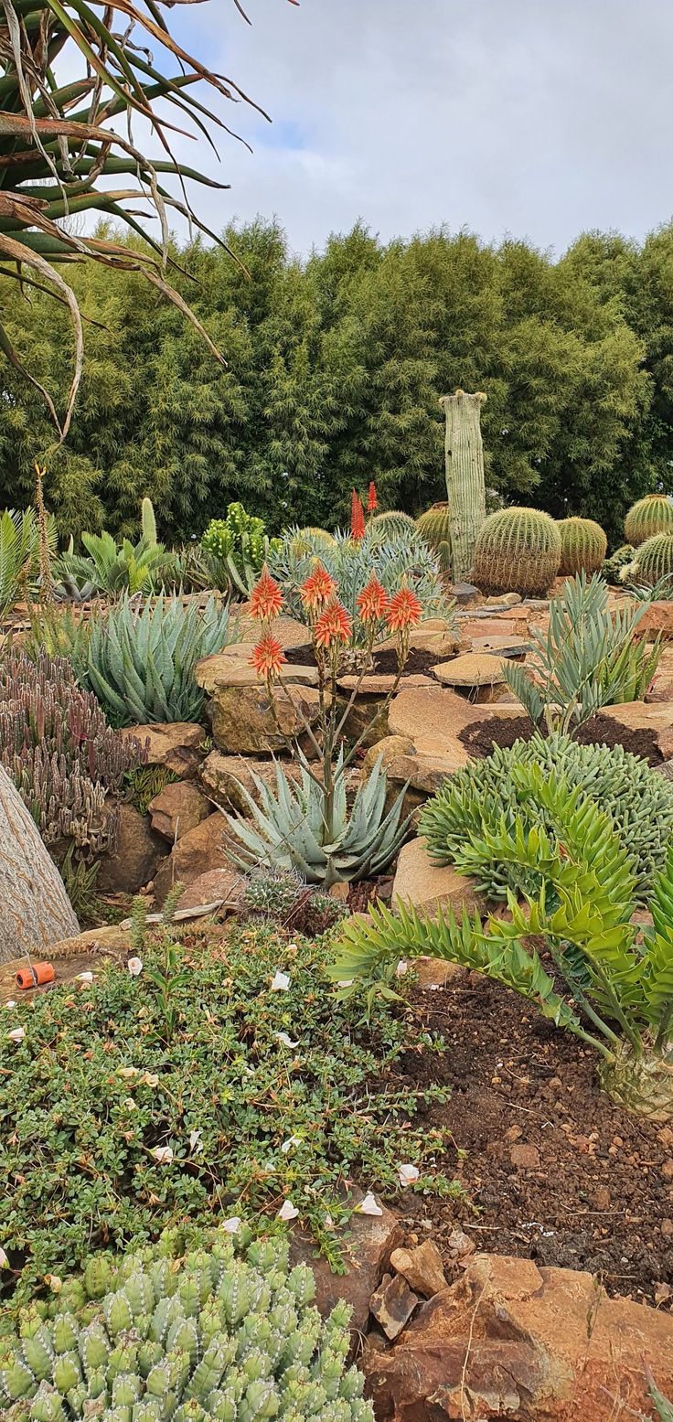 many different types of plants and rocks in a garden