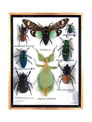 an insect display with many different bugs and insects on it's back side, including two