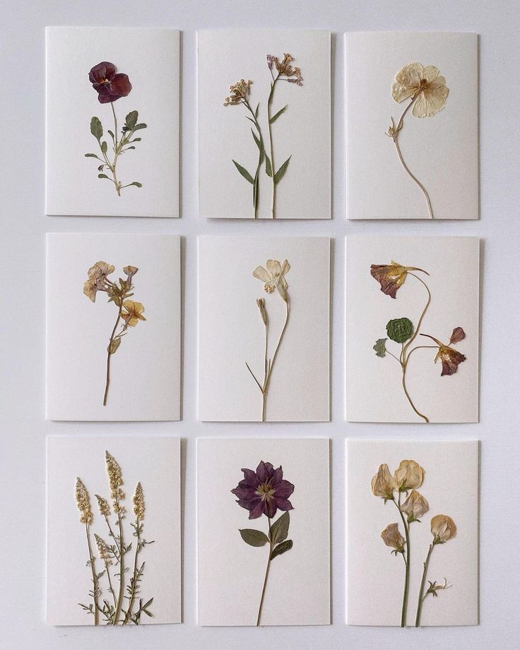 nine pressed flowers are arranged on white cards