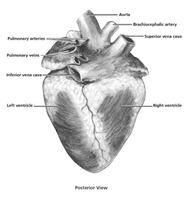 Heart Dissection | Carolina Biological Supply Heart Dissection, Pig Heart, Become A Flight Attendant, Lab Safety, Heart Anatomy, Flight Attendant, Teacher Resources, Learning Activities, Anatomy