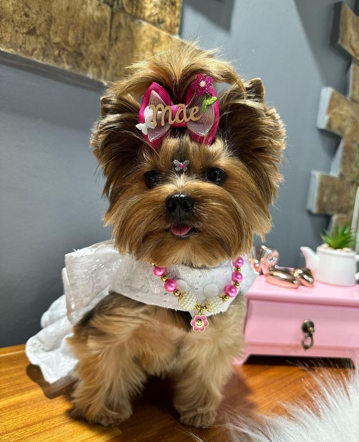 a small brown dog sitting on top of a wooden table next to a pink dresser