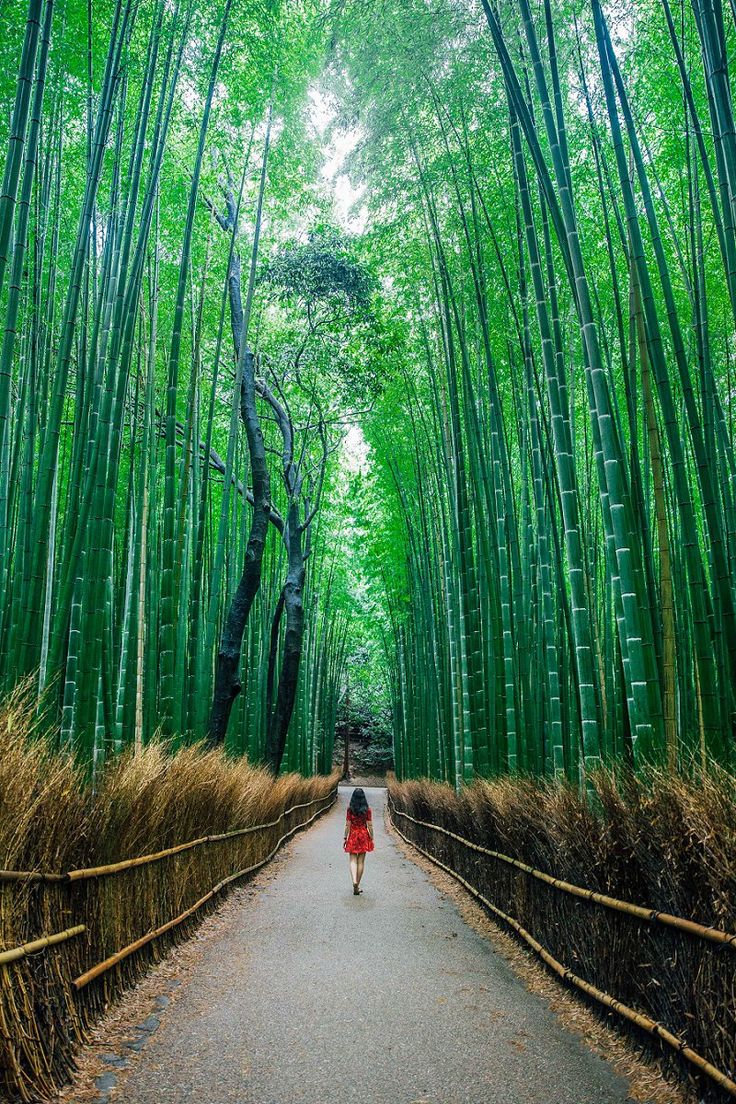 two people on motor bikes riding down a path lined with tall bamboo trees and grass