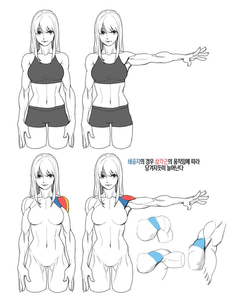 an image of a woman's body with different poses and muscles, including the upper half