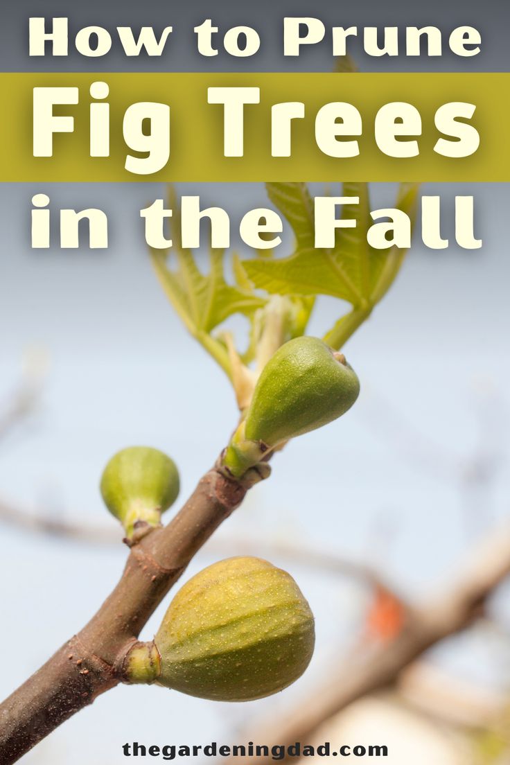 fig trees in the fall with text overlay reading how to prune fig trees in the fall