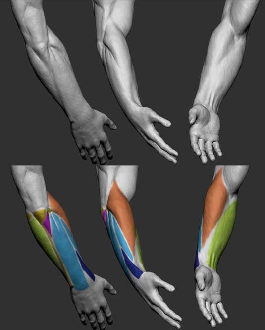 the arm and wrist muscles are shown in three different positions, including one with both hands on