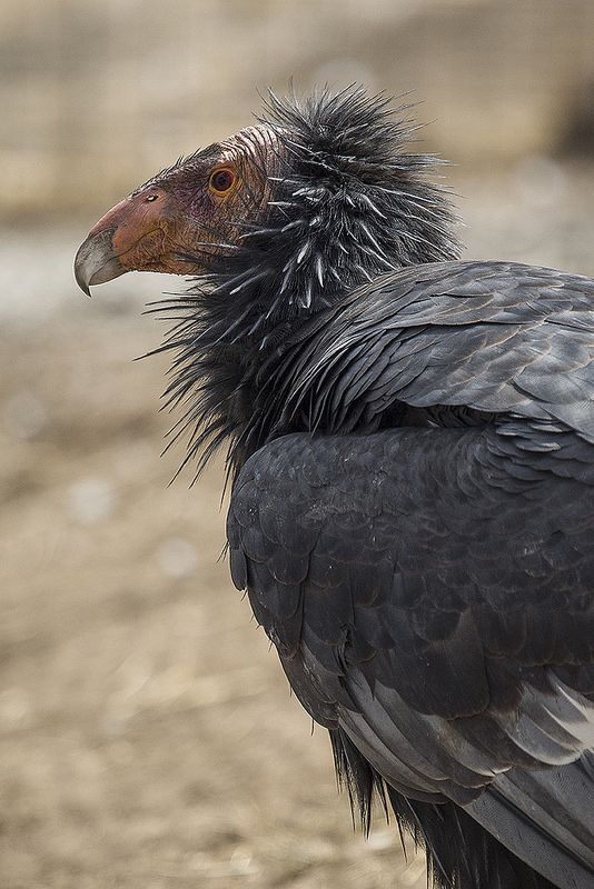 a close up of a black bird with very long feathers and an orange beak on the ground