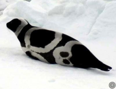 a black and white penguin sitting in the snow