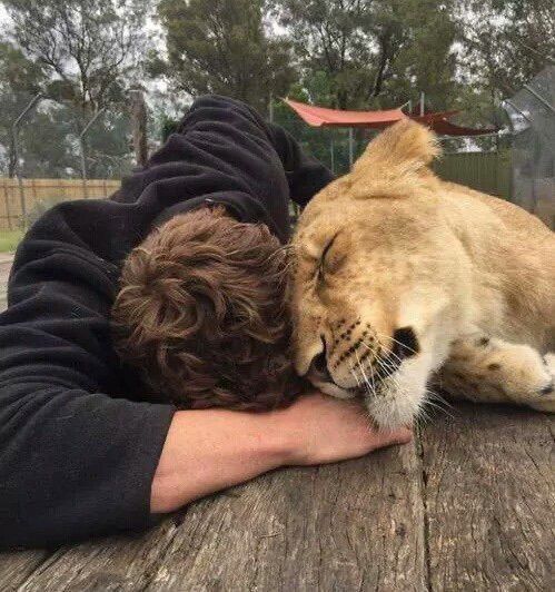 a person laying on top of a wooden table next to a lion