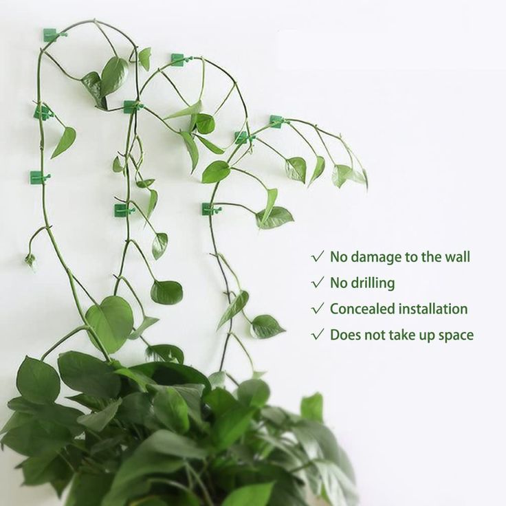 a plant with green leaves hanging from it's side and instructions on how to care for it