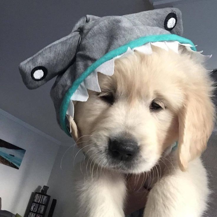 a white dog wearing a shark hat on top of his head